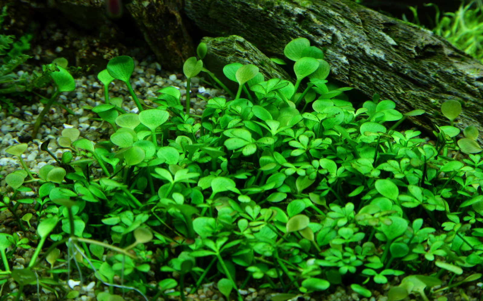 Marsilea hirsuta (Dwarf Cloverleaf)